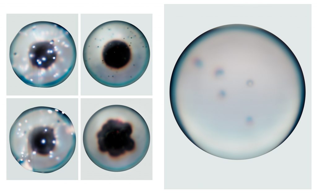 Nature morte inspirée par la recherche scientifique autour de la duplication des cellules en laboratoire – photographie par Olivier Jeanne-Rose