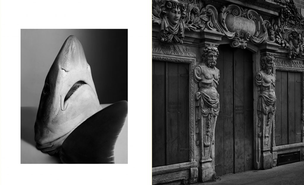 Photographie d une rue parisienne en lumière naturelle at une nature morte de tete de requin – Olivier Jeanne-Rose