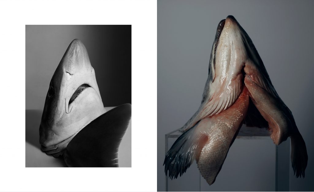 Nature morte créative et minimaliste hommage aux Vanités classiques étrange et intense et beau – photographie par Olivier Jeanne-Rose